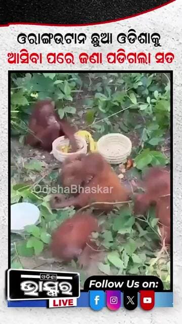 ଜଣାପଡିଲା ସତ ଏଇଠୁ ଆସିଛନ୍ତି ଓରାଙ୍ଗଉଟାନ #Orangutans #wildlife #latestnews