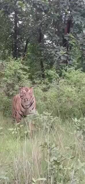#tiger