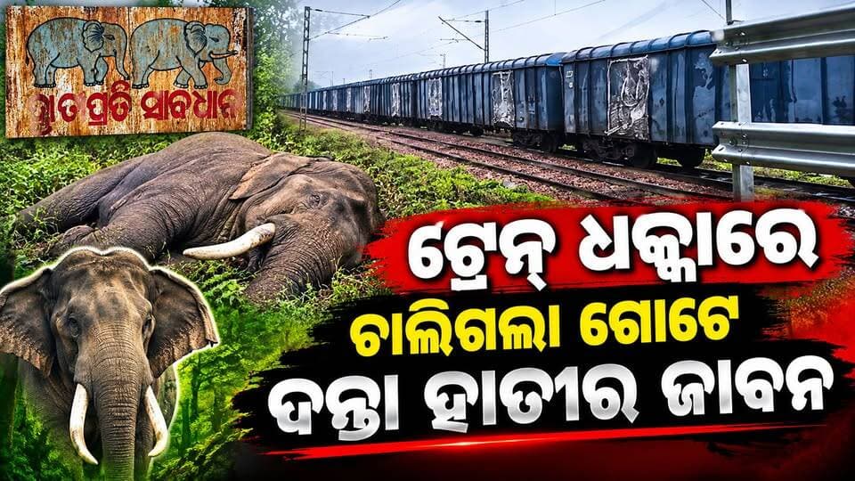 ଟ୍ରେନ୍ ଧକ୍କା ରେ ଚାଲିଗଲା ଗୋଟେ ଦନ୍ତା ହାତୀର ଜୀବନ।
ରାୟଗଡ଼ା ଜିଲ୍ଲା ମୁନିଗୁଡା ରେଞ୍ଜ ବିଷମକଟକ ସେକ୍ସନ୍ ବୃନ୍ଦା ବାଡ଼ି ବାଇ ପାସ୍ ରେଳପଥର ନିକଟରେ, ଟ୍ରେନ୍ ଧକ୍କା ରେ ଚାଲିଗଲା ଗୋଟେ ଦନ୍ତା ହାତୀ ର ଜୀବନ।
ଗତକାଲି ବିଳମ୍ବିତ ରାତି ପ୍ରାୟ ସାଢ଼େ ଏଗାରଟା ସମୟରେ ରେଳ ଲାଇନ୍ କ୍ରସ୍ କରିବା ସମୟରେ ଟ୍ରେନ ଧକ୍କାରେ ହାତୀ ଟି ଘଟଣା ସ୍ଥଳରେ ହିଁ ମୃତ୍ୟୁ ବରଣ କରିଛି। ଘଟଣା ସ୍ଥଳରେ ମୁନିଗୁଡା ବିଷମକଟକ କଲ୍ୟାଣସିଂହପୁର ବନ ବିଭାଗର କର୍ମ ଚାରି, ଆର୍ ପି ଏଫ୍ ପୋଲିସ ପହଞ୍ଚି ତଦନ୍ତ ଆରମ୍ଭ କରୁଥିବା ଦେଖିବାକୁ ମିଳିଛି।
।