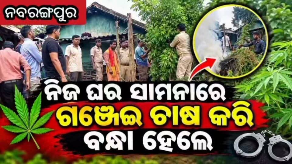 ନିଜ ଘର ସାମନାରେ ଗଂଜେଇ ଚାଷ କରି ବନ୍ଧା ହେଲେ #Nabarangpur #National24