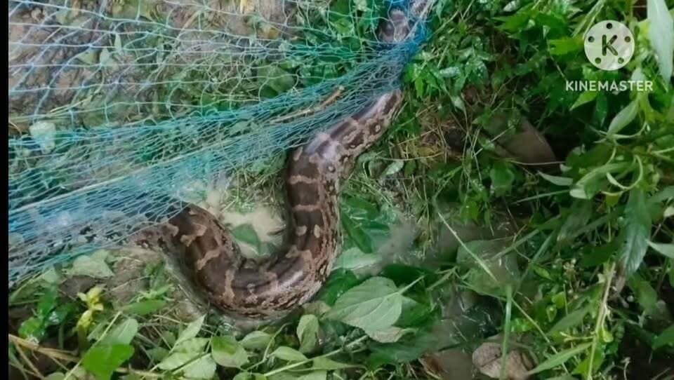 অজগর সাপ উদ্দ্বার।