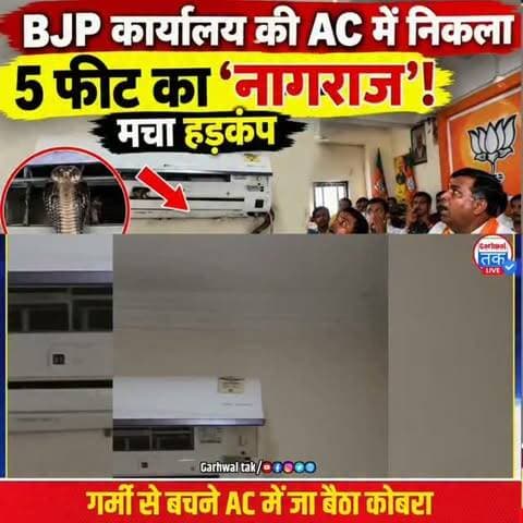 ‘जब AC लगी है तो हम बाहर क्यों तपें!’ BJP कार्यालय में नागराज का अनोखा अंदाज