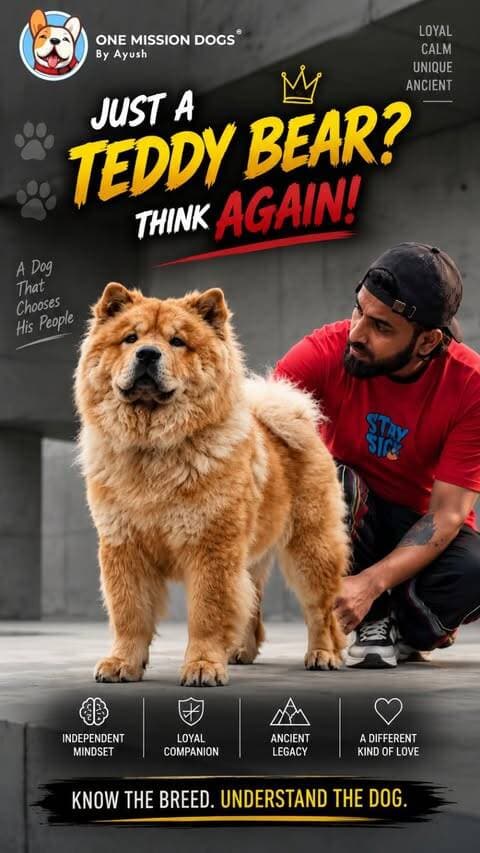 THE ULTIMATE CHOW CHOW - You need to know ( History , Price, Purpose!
Watch Episode 9 - Chow Chow 100 Days 100 Dog Breeds
For Full Video Scan the QR Code on Reel or Link in Bio🔗
Dog Care Video Dog Life Dog Lover Dog Breed Video Daily Dog Video Funny Dog Reel Dog Viral Reel Explore Dog Lovers Pet Lover Chow Chow Dog Chow Chow Reels Chow Chow History Chow Chow Price Chow Chow Pro and Cons
#chowchow #puppy #petlovers #onemissiondogs #fyp