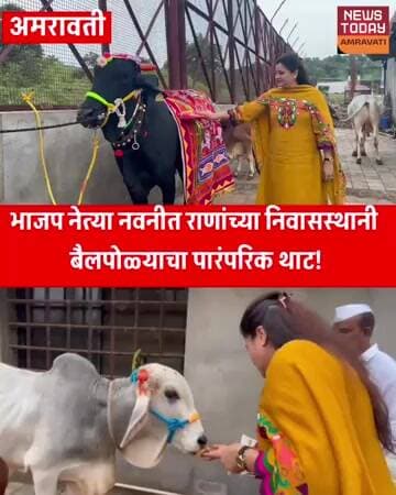 नवनीत राणांच्या निवासस्थानी बैलपोळ्याचा पारंपरिक थाट! बैलांची पूजा करून शेतकरी