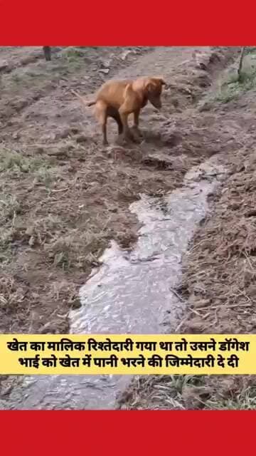 डॉगेश भाई ने कमाल कर दिया 😲😲😲 viral video
