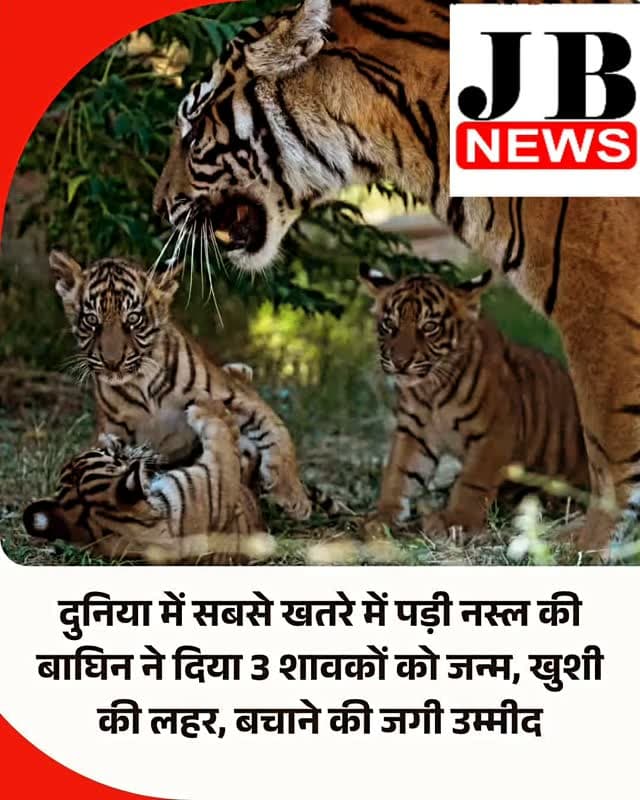 ग्रीस की राजधानी एथेंस के पास एटिका जूलॉजिकल पार्क में बाघिन के तीन बच्चों को जन्म देने पर दुनिया भर के वन्य जीव प्रेमियों में खुशी की लहर है। तीनों शावक सुमात्रा के बाघ की नस्ल के हैं, जिसे गंभीर रूप से लुप्तप्राय प्रजातियों में शामिल किया गया है। शावकों के जन्म के बाद इस प्रजाति को विलुप्त होने से बचाने के अंतरराष्ट्रीय प्रयासों के लिए उम्मीद जगी है। ग्रीस में इनका जन्म एक मिली-जुली इंटरनेशनल ब्रीडिंग पहल का हिस्सा है।
ग्रीस की स्थानीय मीडिया रिपोर्ट के अनुसार, तीनों शावक जुलाई की शुरुआत में पैदा हुए थे। इनमें दो नर और एक मादा है। मंगलवार को जू के वेटरिनरी स्टाफ की उनकी पहली विस्तृत मेडिकल रिपोर्ट जारी की है। 9 हफ्ते के इन शावकों का वजन किया गया और उन्हें स्टैंडर्ड 3-इन-1 वैक्सीन दी गई है। तीनों को अंतरराष्ट्रीय पहचान वाली माइक्रोचिप लगाई गई है।