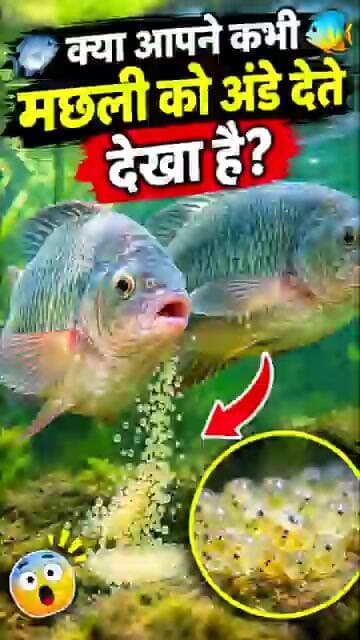 🐟क्या आपने कभी मछली को अंडे देते देखा है_🐠 #chashi360 #fishbreeding