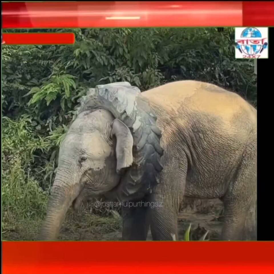 অৱশেষত টায়াৰৰ পৰা মুক্ত হ ল বনৰীয়া হাতীটো।
#public #friends #highlights #news #viral #reels #everyone #facebook #barta24x7