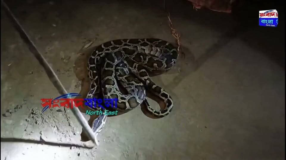 💢ভাঙ্গারপারে এক বাড়ি থেকে উদ্ধার বিশাল অজগর সাপ, দেখতে ভিড় এলাকাবাসীর💢