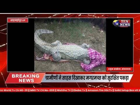 तिलहर क्षेत्र में मगरमच्छ निकलने पर मचा हड़कम्प, ग्रामीणों ने कड़ी मशक्कत से पकड़ा #tennewsone