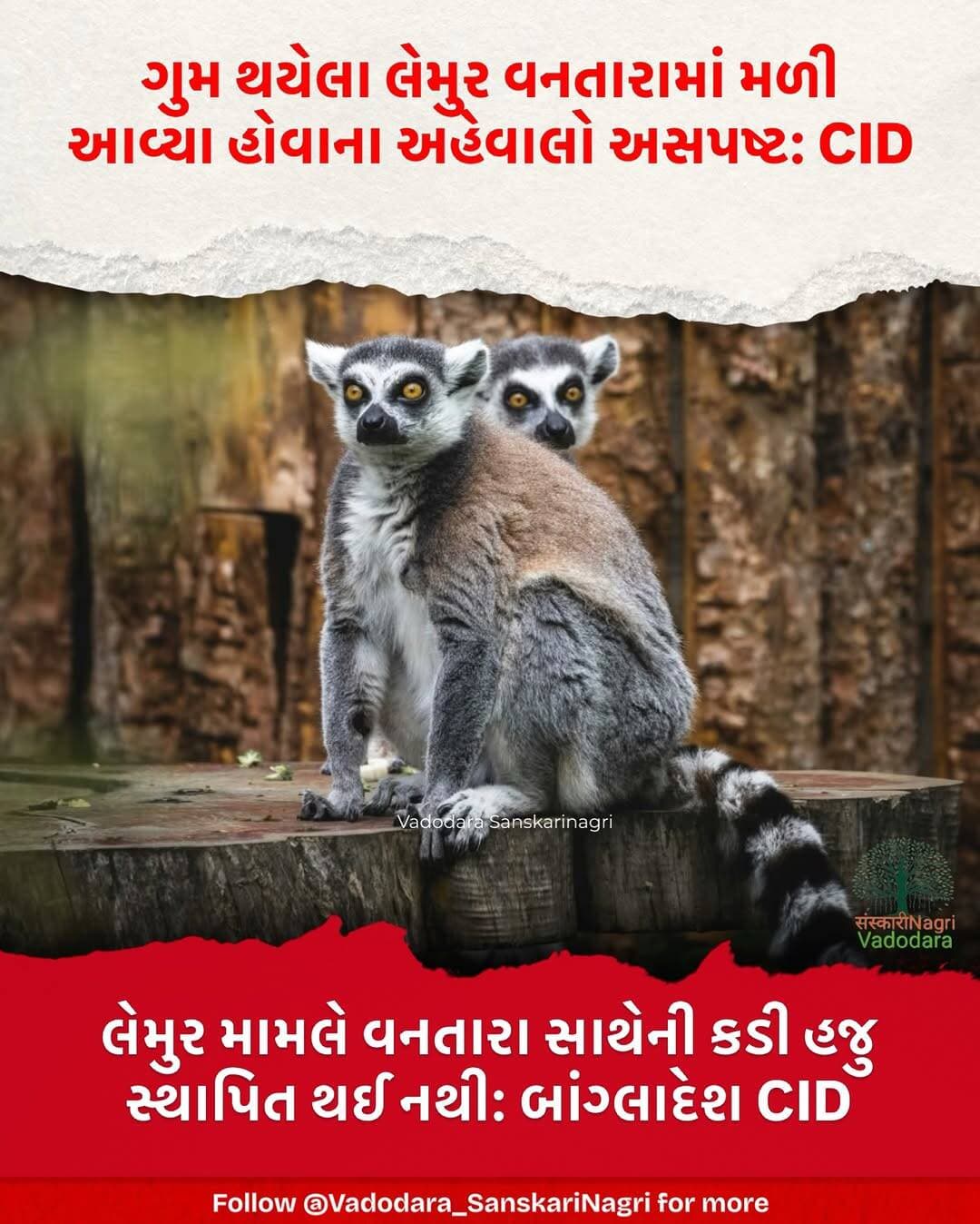 લેમુર મામલે વનતારા સાથેની કડી હજુ સ્થાપિત થઈ નથી: બાંગ્લાદેશ CID