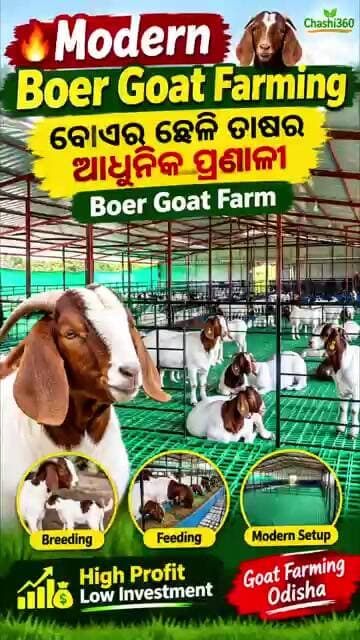 🔥🐐 Modern Boer Goat Farming | ବୋଏର୍ ଛେଳି ଚାଷର ଆଧୁନିକ ପ୍ରଣାଳୀ | Boer Goat Farm #africanfarmers