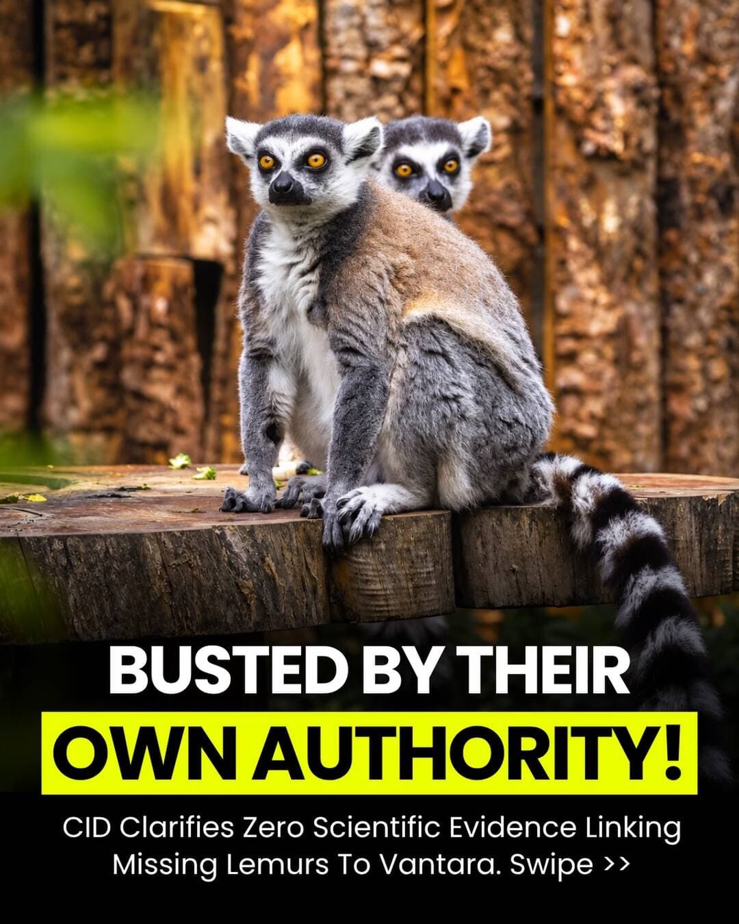 CID Says Reports of Missing
Lemurs Reaching Vantara
Remain Unconfirmed.
Bangladesh’s Criminal
Investigation Department has clarified that reports claiming the missing lemurs were taken to Vantara remain unconfirmed. The agency says it has not established where the animals went after they disappeared or confirmed Vantara as their destination.