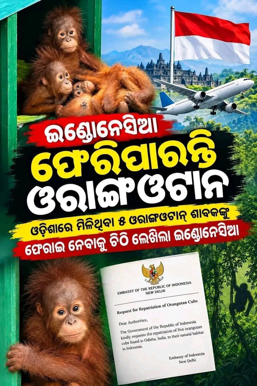 ଇଣ୍ଡୋନେସିଆ ଫେରି ପାରନ୍ତି ଓରାଙ୍ଗ ଓଟାନ ,ଚିଠି ଲେଖିଲା ଇଣ୍ଡୋନେସିଆ <nis:link nis:type=tag nis:id=highlightseveryonefollowers nis:value=highlightseveryonefollowers nis:enabled=true nis:link/> <nis:link nis:type=tag nis:id=nonfollowerseveryone nis:value=nonfollowerseveryone nis:enabled=true nis:link/> <nis:link nis:type=tag nis:id=nonfollowersviewers nis:value=nonfollowersviewers nis:enabled=true nis:link/> <nis:link nis:type=tag nis:id=highlightseveryone nis:value=highlightseveryone nis:enabled=true nis:link/> <nis:link nis:type=tag nis:id=postingchallenge nis:value=postingchallenge nis:enabled=true nis:link/>