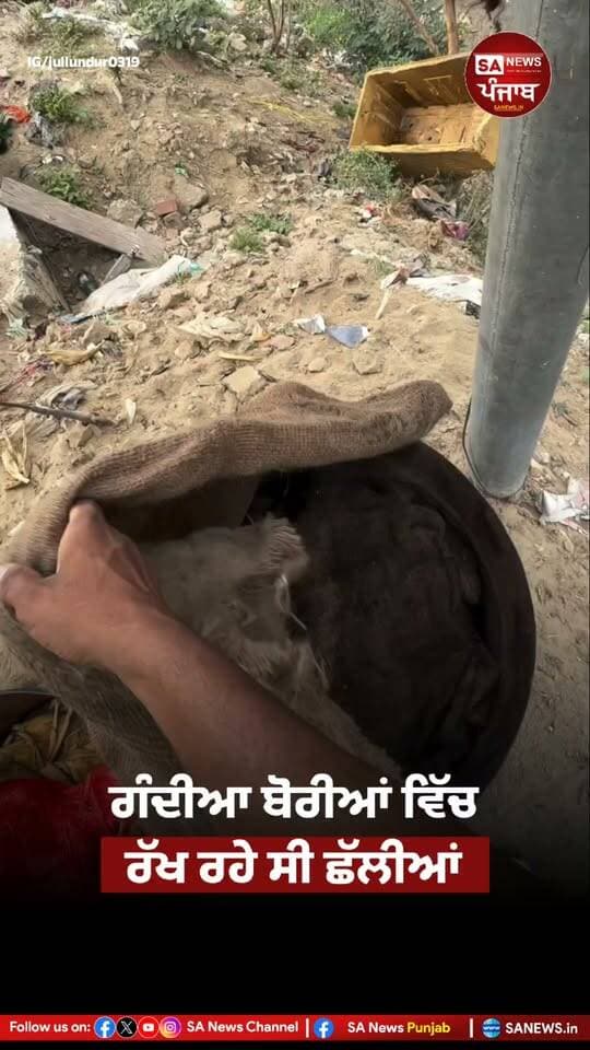 ਜਲੰਧਰ ਵਿੱਚ ਸਫ਼ਾਈ ਨਾਂ ਰੱਖਣ ਤੇ ਉਠ ਰਹੇ ਸਵਾਲ, ਇਹੀ ਗੰਦਗੀ ਬਣ ਰਹੀ ਪੰਜਾਬੀਆਂ ਦੀ ਬਿਮਾਰੀਆਂ ਦੀ ਵਜਹ