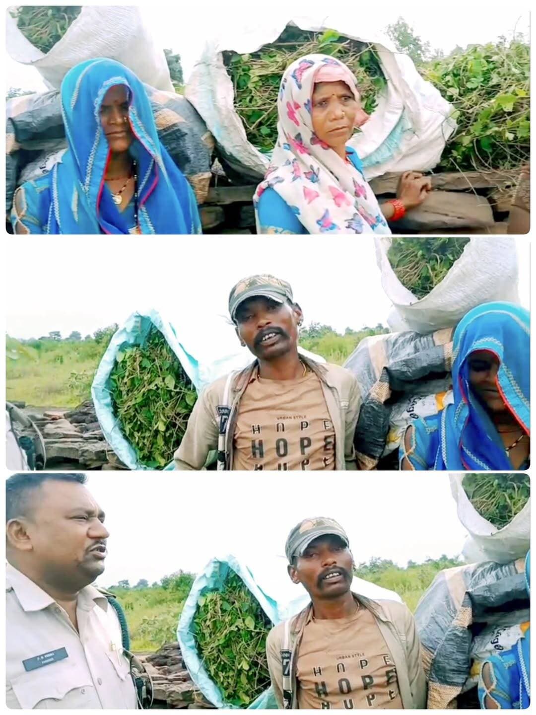 जंगल की औषधीय संपदा से ग्रामीणों को मिल रहा रोजगार, गुड़मार के संरक्षण पर वन विभाग का जोर
शाहनगर। दक्षिण पन्ना वनमंडल के शाहनगर वन परिक्षेत्र अंतर्गत बीट बोरी में मानसून गश्ती के दौरान वन विभाग की टीम को जंगल में प्राकृतिक रूप से पाए जाने वाले औषधीय पौधे फुलकटू/गुड़मार का संग्रह करते स्थानीय आदिवासी समुदाय के सदस्य मिले।
वनपाल श्री प्रेम नारायण वर्मा ने ग्रामीणों से चर्चा की तो श्री प्रीतम आदिवासी एवं श्रीमती गुड्डी बाई ने बताया कि गुड़मार की पत्तियों और तने का स्थानीय स्तर पर पारंपरिक औषधीय उपयोग किया जाता है। संग्रहित गुड़मार को स्थानीय बाजार में करीब ₹60 से ₹70 प्रति किलोग्राम की दर से बेचा जाता है।
🌱 वन जैव-संसाधन बन रहे अतिरिक्त आय का साधन
गुड़मार का यह उदाहरण बताता है कि जंगलों में प्राकृतिक रूप से उपलब्ध लघु वनोपज एवं अन्य वन जैव-संसाधन आदिवासी और वनाश्रित परिवारों के लिए अतिरिक्त आय तथा आजीविका का महत्वपूर्ण माध्यम बन सकते हैं। हालांकि, इन संसाधनों का उपयोग इस तरह किया जाना जरूरी है, जिससे जंगल की प्राकृतिक संपदा लंबे समय तक सुरक्षित भी रहे।
🌳 वन विभाग ने समझाया गैर-विनाशकारी संग्रहण
गश्ती के दौरान वनपाल प्रेम नारायण वर्मा ने ग्रामीणों को गुड़मार के संवहनीय एवं गैर-विनाशकारी संग्रहण के तरीके समझाए। उन्हें सलाह दी गई कि—
🔹 पूरी बेल या लंबी शाखाओं को काटने से बचें।
🔹 केवल परिपक्व पत्तियों का चयन कर संग्रह करें।
🔹 प्रत्येक बेल पर पर्याप्त पत्तियां अवश्य छोड़ें।
🔹 गुड़मार की जड़ और मुख्य बेल को किसी भी प्रकार की क्षति न पहुंचाएं।
🔹 जंगल की प्राकृतिक पुनरुत्पत्ति और उपलब्धता को ध्यान में रखते हुए ही संग्रहण करें।
वन विभाग का उद्देश्य केवल वन संपदा की सुरक्षा करना ही नहीं, बल्कि स्थानीय समुदायों को जंगल से मिलने वाले संसाधनों के माध्यम से आजीविका के अवसर उपलब्ध कराना भी है। इसके लिए आवश्यक है कि वन जैव-संसाधनों का वैज्ञानिक और सतत तरीके से उपयोग किया जाए।
🌿 संरक्षण और आजीविका साथ-साथ
गुड़मार जैसी उपयोगी वनस्पतियां यदि नियंत्रित और गैर-विनाशकारी तरीके से संग्रहित की जाएं तो इससे ग्रामीणों को आर्थिक लाभ मिलता रहेगा और जंगलों में इनकी प्राकृतिक उपलब्धता भी लंबे समय तक बनी रह सकती है।
दक्षिण पन्ना वनमंडल का संदेश साफ है—जंगल से आजीविका भी मिले और जंगल भी सुरक्षित रहे।
📍 स्थान: बीट बोरी, शाहनगर वन परिक्षेत्र, दक्षिण पन्ना वनमंडल
<nis:link nis:type=tag nis:id=दक्षिणपन्ना nis:value=दक्षिणपन्ना nis:enabled=true nis:link/> <nis:link nis:type=tag nis:id=शाहनगर nis:value=शाहनगर nis:enabled=true nis:link/> <nis:link nis:type=tag nis:id=वनविभाग nis:value=वनविभाग nis:enabled=true nis:link/> <nis:link nis:type=tag nis:id=गुड़मार nis:value=गुड़मार nis:enabled=true nis:link/> <nis:link nis:type=tag nis:id=लघुवनोपज nis:value=लघुवनोपज nis:enabled=true nis:link/> <nis:link nis:type=tag nis:id=आदिवासीआजीविका nis:value=आदिवासीआजीविका nis:enabled=true nis:link/> <nis:link nis:type=tag nis:id=वनसंरक्षण nis:value=वनसंरक्षण nis:enabled=true nis:link/> <nis:link nis:type=tag nis:id=बोरी nis:value=बोरी nis:enabled=true nis:link/> <nis:link nis:type=tag nis:id=panna nis:value=Panna nis:enabled=true nis:link/> <nis:link nis:type=tag nis:id=forestconservation nis:value=ForestConservation nis:enabled=true nis:link/>