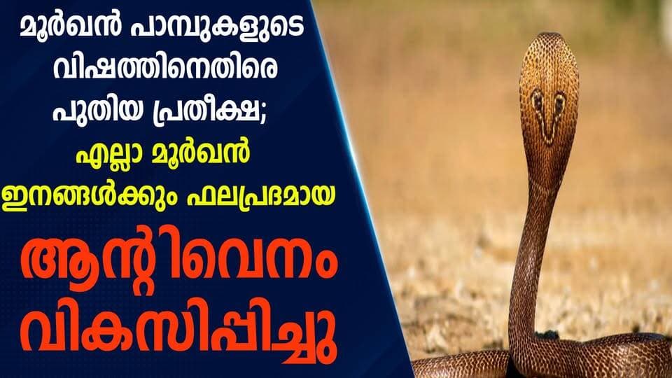 മൂർഖൻ പാമ്പുകളുടെ വിഷത്തിനെതിരെ പുതിയ പ്രതീക്ഷ; എല്ലാ മൂർഖൻ ഇനങ്ങൾക്കും ഫലപ്രദമായ ആന്റിവെനം വികസിപ്പിച്ചു|PRIME NEWS KERALA