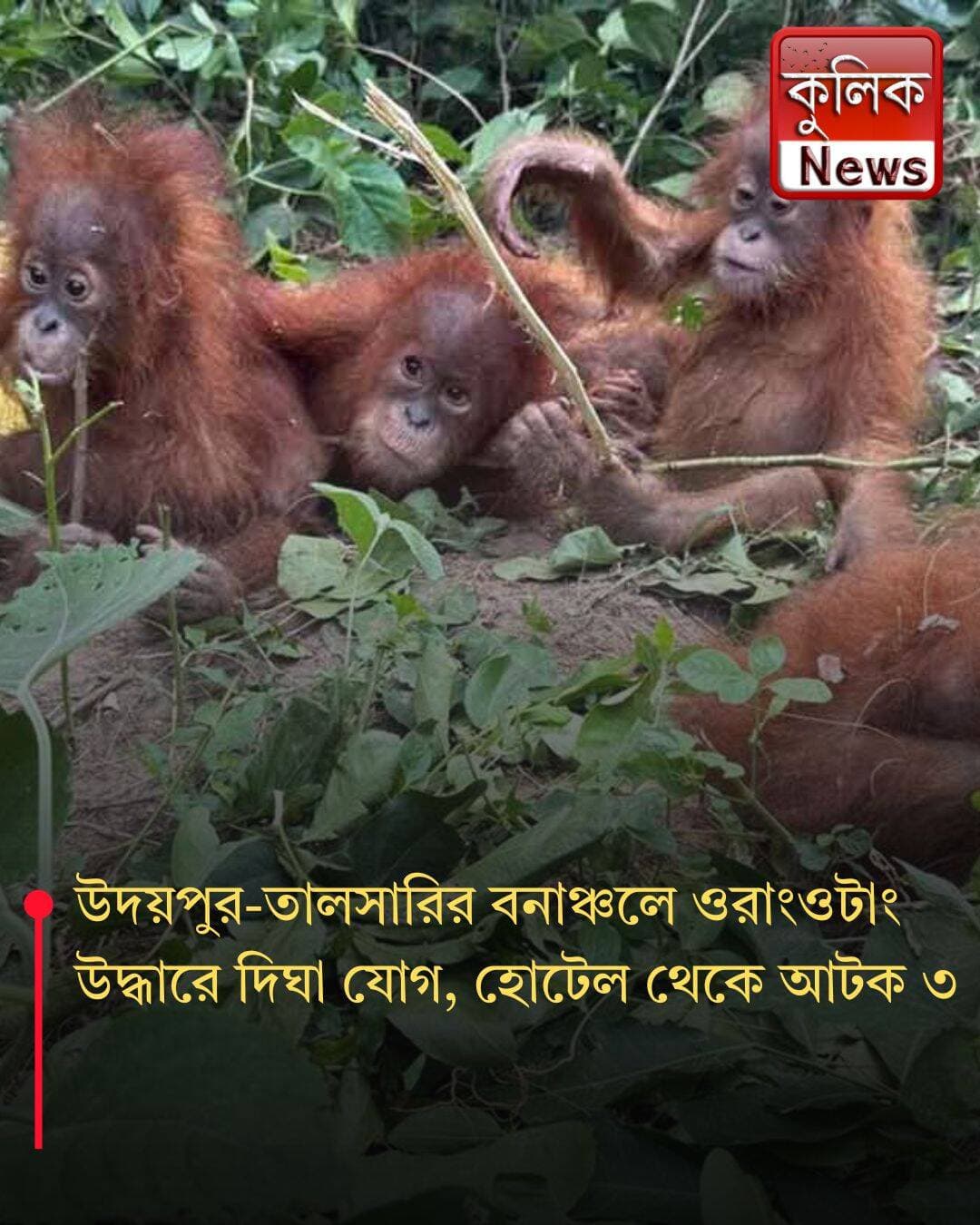 দিঘা: উদয়পুর-তালসারির জঙ্গলে এল কীভাবে ওরাংওটাং, তদন্তে ওড়িশা STF !
<nis:link nis:type=tag nis:id=digha nis:value=Digha nis:enabled=true nis:link/> <nis:link nis:type=tag nis:id=udaypur nis:value=Udaypur nis:enabled=true nis:link/> <nis:link nis:type=tag nis:id=talsari nis:value=Talsari nis:enabled=true nis:link/> <nis:link nis:type=tag nis:id=odishastf nis:value=OdishaSTF nis:enabled=true nis:link/> <nis:link nis:type=tag nis:id=orangutan nis:value=Orangutan nis:enabled=true nis:link/> <nis:link nis:type=tag nis:id=investigation nis:value=Investigation nis:enabled=true nis:link/>