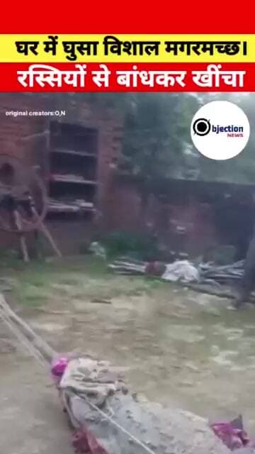 डर गए सब! घर में घुसे विशाल मगरमच्छ का रेस्क्यू, ग्रामीणों की बहादुरी देख दंग रह जाएंगे।