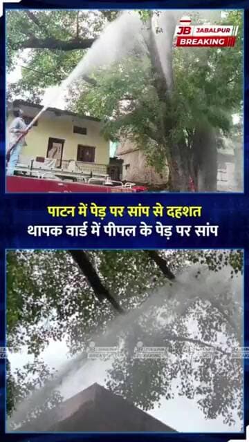 Jabalpur में पेड़ पर दिखा सांप, घर में घुसा | Fire Brigade ने किया Rescue