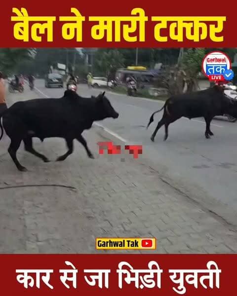 ऋषिकेश में बैलों का आतंक,दो बैलों की लड़ाई ने कराया बड़ा हादसा