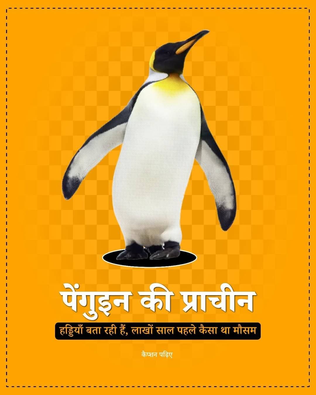 करोड़ों साल पुरानी पेंगुइन की हड्डियां सिर्फ एक पुराने जीव की कहानी नहीं बता रहीं।
उनमें ऐसे रासायनिक सुराग मिले हैं, जो बता रहे हैं कि आज की बर्फीली अंटार्कटिका कभी गर्म और नम हुआ करती थी।
वैज्ञानिकों ने अंटार्कटिक प्रायद्वीप के पास सीमोर आइलैंड से मिले प्राचीन पेंगुइन जीवाश्मों की जांच की। इनमें कुछ हड्डियां करीब 5.5 करोड़ साल पुरानी हैं, यानी उस समय की जब अंटार्कटिका आज की तरह बर्फ से ढका हुआ महाद्वीप नहीं था।
इन जीवाश्मों को नुकसान पहुंचाए बिना वैज्ञानिकों ने माइक्रो-एक्स-रे फ्लोरेसेंस, यानी माइक्रो-एक्सआरएफ स्कैनिंग का इस्तेमाल किया। इससे हड्डियों की सतह पर मौजूद अलग-अलग रासायनिक तत्वों का नक्शा बनाया गया।
सबसे दिलचस्प सुराग पुराने जीवाश्मों में टाइटेनियम, सिलिकॉन और पोटैशियम की ज्यादा मात्रा थी। वैज्ञानिकों के मुताबिक इनका पैटर्न उस समय जमीन पर ज्यादा तेज अपक्षय और बारिश से बहकर आने वाली मिट्टी या खनिज सामग्री के संकेत से मेल खाता है। यानी उस दौर में वातावरण गर्म और ज्यादा नम रहा होगा।
इसके मुकाबले बाद के, ठंडे दौर के जीवाश्मों में इन तत्वों के संकेत कम दिखाई दिए। इससे वैज्ञानिकों को यह समझने में मदद मिलती है कि लाखों साल के दौरान अंटार्कटिका का वातावरण धीरे-धीरे कैसे बदलता गया।
हड्डियों में लोहा, मैंगनीज और सल्फर के पैटर्न भी मिले। ये संकेत उस समुद्री तलछट की रासायनिक परिस्थितियों के बारे में जानकारी दे सकते हैं, जिसमें जीवाश्म दबे और सुरक्षित हुए।
यानी पेंगुइन की हड्डियां यहां किसी थर्मामीटर की तरह सीधे तापमान नहीं बता रहीं। बल्कि उनमें बचे रासायनिक संकेतों को चट्टानों, तलछट और पुराने जलवायु रिकॉर्ड के साथ मिलाकर वैज्ञानिक उस समय के वातावरण की तस्वीर तैयार कर रहे हैं।
यह खोज इसलिए खास है क्योंकि अंटार्कटिका हमेशा से सफेद और जमी हुई दुनिया नहीं था। करीब 5.5 करोड़ साल पहले यहां गर्म और नम परिस्थितियां थीं, और बाद में महाद्वीप के ठंडा होने के साथ इसका वातावरण पूरी तरह बदल गया।
एक छोटी-सी हड्डी इस तरह धरती के 5 करोड़ साल पुराने मौसम की डायरी बन सकती है।
अगर आज की कोई चीज करोड़ों साल बाद भविष्य के वैज्ञानिकों को मिले, तो आपको क्या लगता है—वह हमारे आज के मौसम के बारे में क्या कहानी बताएगी?
ओरिजन सोर्स: फॉसिल रिकॉर्ड और जलवायु शोध
<nis:link nis:type=tag nis:id=climatechange nis:value=ClimateChange nis:enabled=true nis:link/> <nis:link nis:type=tag nis:id=antarctica nis:value=Antarctica nis:enabled=true nis:link/> <nis:link nis:type=tag nis:id=penguins nis:value=Penguins nis:enabled=true nis:link/> <nis:link nis:type=tag nis:id=paleontology nis:value=Paleontology nis:enabled=true nis:link/> <nis:link nis:type=tag nis:id=earthscience nis:value=EarthScience nis:enabled=true nis:link/>