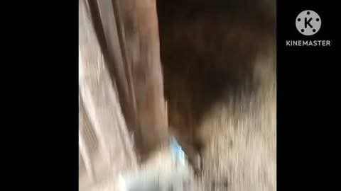 धामन सांप का सुरक्षित रेस्क्यू से लेकर गांवों में विकास, महावीर जन्मोत्सव, उपभोक्ता आयोग का बड़ा फैसला, खिलाड़ियों को खेल किट, महर्षि गर्गाचार्य जन्मोत्सव और FMG इंटर्न्स के स्टाइपेंड की मांग तक—जानिए चित्तौड़गढ़ की आज की प्रमुख खबरें