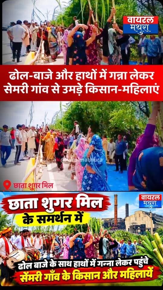 #मथुरा - ढोल-बाजे और हाथों में गन्ना लेकर सेमरी गांव से उमड़े किसान-महिलाएं, एक महीने से अधिक दिनों से छाता शुगर मिल पर जारी है आर-पार की लड़ाई
👉हाथों में गन्ना थामे और पारंपरिक धुनों के साथ छाता शुगर मिल धरने पर पहुंचे सैकड़ों ग्रामीण और महिलाएं
👉 एक महीने से अधिक समय से डटे अन्नदाता, तमाम चेतावनियों के बावजूद और अधिक मुखर हुआ विरोध प्रदर्शन
#viralmathura #mathuranews #chhatasugarmill #viralnews