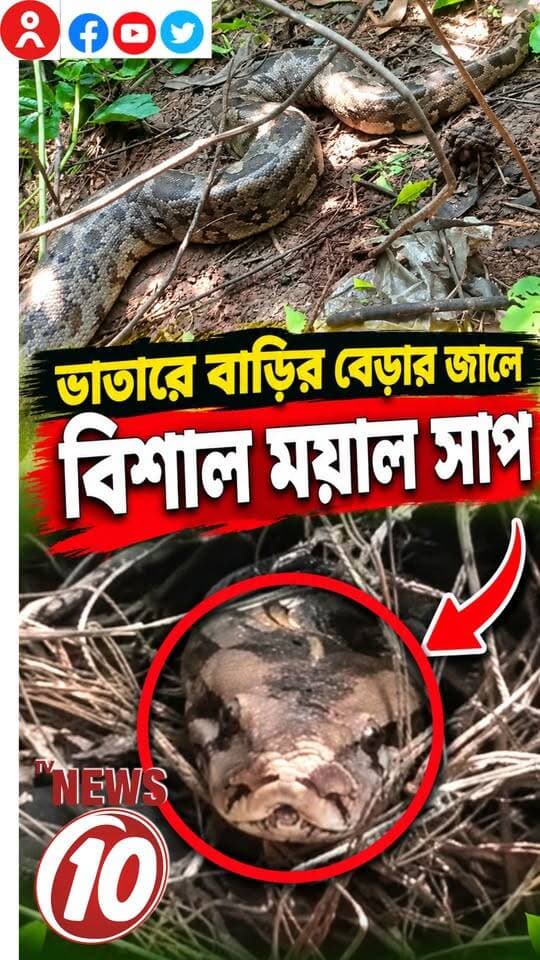 ভাতারে বাড়ির বেড়ার জালে বিশাল ময়াল সাপ || পূর্ব বর্ধমান || #ময়ালসাপ #সাপউদ্ধার #নূরপুর #ভাতাড় #পূর্ববর্ধমান #বন্যপ্রাণী #বনদপ্তর #সাপ #SnakeRescue #PythonSnake #WildlifeRescue #WildlifeNews #PurbaBardhaman #Burdwan #BengalNews #WestBengal #tvnews10 #breakingnews