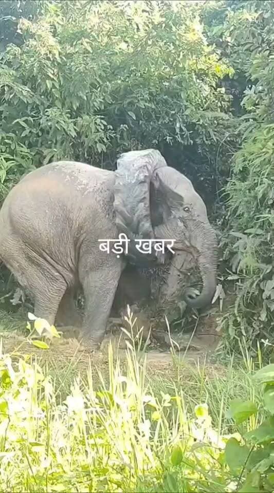 असम में इंसानियत की मिसाल, हाथी के गले में फंसा टायर वन विभाग ने निकाला
गोलाघाट, असम। जंगल में लावारिस पड़ा एक टायर जंगली हाथी के लिए मुसीबत बन गया। खेलते-खेलते हाथी ने सूंड से टायर उठाया और वो उसके गले में फंस गया। घंटों तक हाथी दर्द से तड़पता रहा।
सूचना पर वन विभाग की टीम हरकत में आई और शाम के समय हाथी को ट्रैंक्विलाइज कर कई घंटे तक चले रेस्क्यू ऑपरेशन के बाद बड़ी सावधानी से टायर को काटकर अलग किया। राहत की बात यह रही कि इस दौरान हाथी को कोई चोट नहीं आई।
अधिकारियों ने बताया कि टायर निकालने के बाद हाथी को सुरक्षित जंगल में छोड़ दिया गया है। वन विभाग ने लोगों से अपील की है कि जंगल में कचरा न फेंके। #AssamNews #Golaghat #ElephantRescue #ForestDepartment #Wildlife #ViralVideo #Elephant #Humanity #Assam #RescueOperation #DDMNews