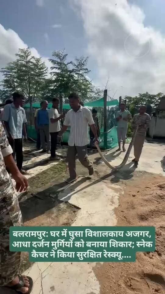बलरामपुर में घर में घुसा विशालकाय अजगर, आधा दर्जन मुर्गियों को बनाया शिकार; स्नेक कैचर ने किया सुरक्षित रेस्क्यू...
स्थान: बलरामपुर मुख्यालय, वार्ड क्रमांक 3
🐍 घर के अंदर अचानक घुसा विशालकाय अजगर सांप
🐔 घर में रखी करीब आधा दर्जन मुर्गियों को अजगर ने बनाया शिकार
😱 विशाल सांप को देखकर घरवालों के होश उड़ गए
📞 सूचना मिलने पर स्नेक कैचर मौके पर पहुंचा
✅ कड़ी मशक्कत के बाद अजगर का सफल रेस्क्यू किया गया
🌳 रेस्क्यू के बाद अजगर को सुरक्षित जंगल में छोड़ दिया गया
#breakingnews #snake #kobra #ajgar #snekears