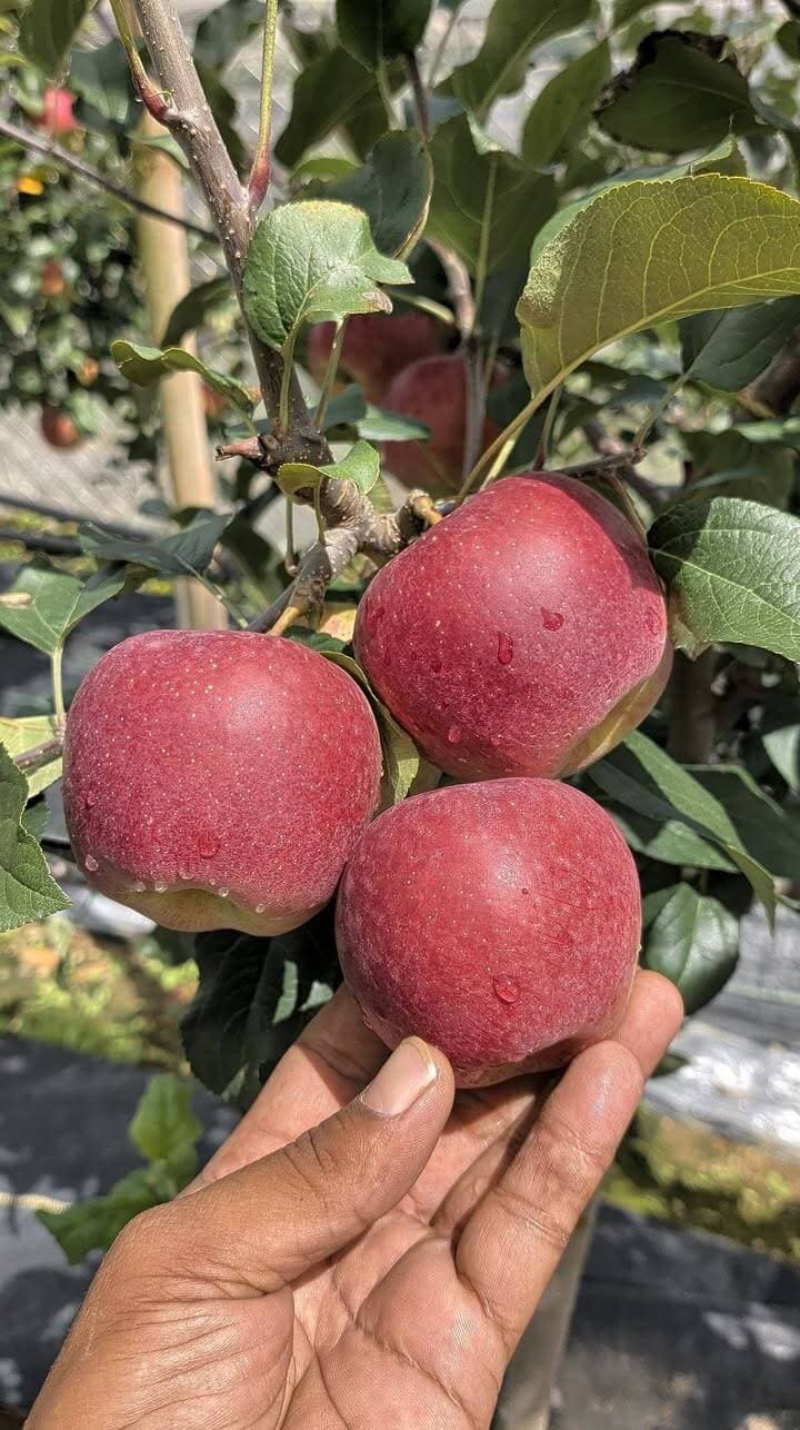 🍎 FIRST SAMPLE | 12 SEPTEMBER 2026 | RMS BAKHOL
आज RMS Bakhol में इस patented apple variety का पहला sample तैयार हुआ है। सबसे खास बात—सितंबर महीने में भी full Pink colour दिखाई दे रहा है। 🩷🍎
इसका colour मुझे चीन में आने वाले Fuji apples की याद दिलाता है। अगर अगले साल RMS Bakhol में इसका bulk production सफल रहता है, तो मेरा मानना है कि यह variety भारतीय apple market में एक नई पहचान बना सकती है।
🇮🇹 Italy से India तक एक नया apple experience!
और सबसे बड़ी खासियत इसका taste है—apple और pear के flavour का ऐसा शानदार mix कि स्वाद सच में लाजवाब है। 😋🍐🍎
आज यह सिर्फ एक sample है…
कल यही variety Indian apple market में नया नाम बना सकती है।
RMS Bakhol — नए varieties, नए experiments, नई पहचान. 🌱🍎
#RMSBakhol #NewAppleVariety #PatentedApple #PinkApple #AppleInnovation #HimachalApple #AppleOrchard #SeptemberApple #AppleMarket