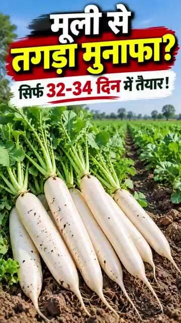 मात्र 32 दिन में तैयार! हिमालया वाइट मूली की खेती ⚡ | Himalaya White Radish Farming #shorts