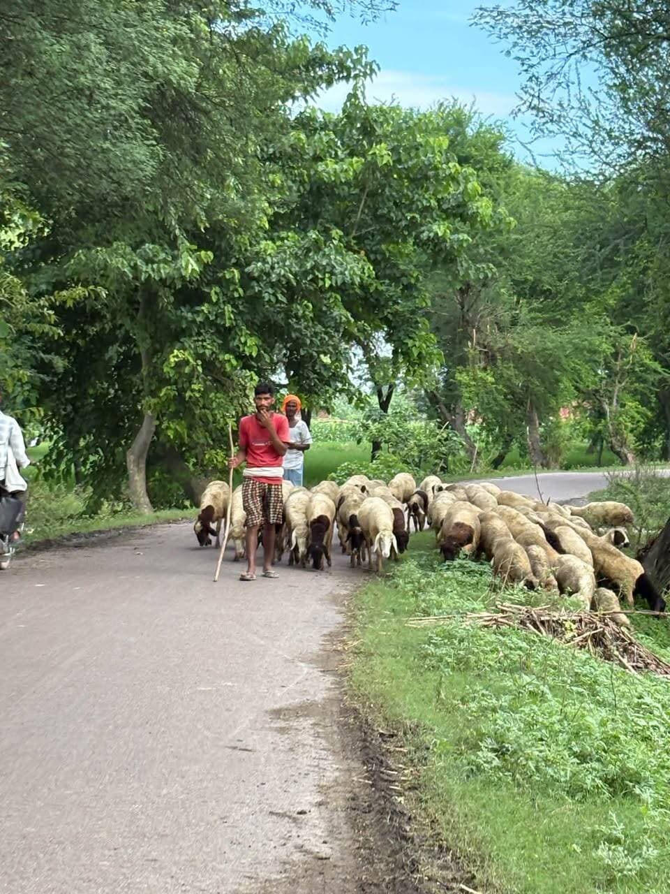 बाराबंकी की सड़क पर ये कौन सा जानवर है? पहचानो और कमेंट में जल्दी बताओ। 💝❤️🔥
#barabanki #viralpost #vairalvideo