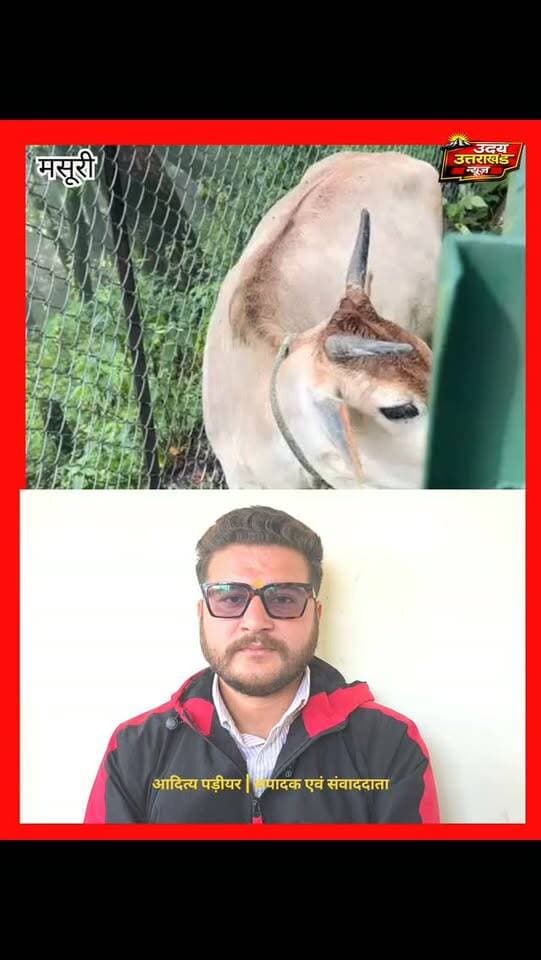 मसूरी: जॉर्ज एवरेस्ट में तारबाड़ बनी जानवरों के लिए मुसीबत!
जॉर्ज एवरेस्ट और आसपास के नोटिफाइड क्षेत्र में लगी लोहे की तारबाड़ में गाय फंसने का मामला सामने आया है। इससे पहले इसी तरह हिरण का बच्चा भी फेंसिंग में फंसा नजर आया था।
वन्यजीवों की सुरक्षा को लेकर सवाल उठने के बाद उदय उत्तराखंड न्यूज़ ने वीडियो के माध्यम से DFO मसूरी को मामले से अवगत कराया।
DFO ने मामले को गंभीरता से लेते हुए कहा कि सख्त कार्रवाई होगी। फेंसिंग हटाई जाएगी या जानवरों की आवाजाही के लिए रास्ता खोला जाएगा।DFO: वन्यजीवों की आवाजाही में बाधा डालना उल्लंघन है, इसे बर्दाश्त नहीं किया जाएगा।
📍 मसूरी | जॉर्ज एवरेस्ट
#Mussoorie #GeorgeEverest #Wildlife #ForestDepartment #UdayUttarakhandNews BreakingNews