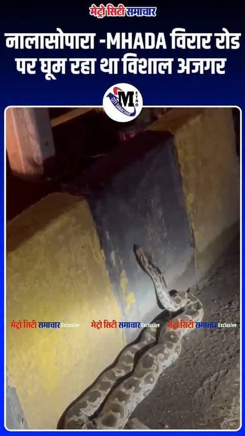 🐍 नालासोपारा की सड़क पर विशाल अजगर की एंट्री! 😱
विरार MHADA रोड पर 12 सितंबर की रात करीब 9 बजे डिवाइडर के पास बड़ा अजगर दिखाई दिया, जिसे देखने के लिए लोगों की भीड़ जमा हो गई और ट्रैफिक प्रभावित हुआ। स्थानीय लोगों के मुताबिक, दमकल विभाग को सूचना दी गई थी, लेकिन टीम मौके पर नहीं पहुंची। इसके बाद भीड़ में मौजूद एक व्यक्ति ने लकड़ी की मदद से अजगर को सड़क पार झाड़ियों में छोड़ दिया।
#Nalasopara #NalasoparaWest #VasaiVirar #Python #SnakeRescue BreakingNews Maharashtra VasaiVirarNews