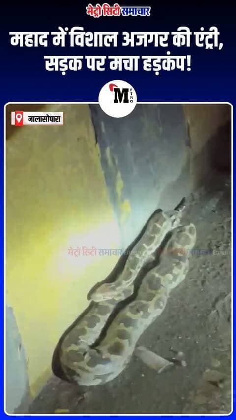 नालासोपारा पश्चिम में विशाल अजगर से मचा हड़कंप!
नालासोपारा पश्चिम से MHADA जाने वाली सड़क पर आज रात करीब 9 बजे डिवाइडर के पास बड़ा और मोटा अजगर दिखाई दिया। अजगर को देखने के लिए लोगों की भीड़ जमा हो गई, जिससे सड़क पर ट्रैफिक जाम हो गया।
स्थानीय लोगों के मुताबिक, दमकल विभाग को सूचना दी गई, लेकिन टीम मौके पर नहीं पहुंची। इसके बाद भीड़ में मौजूद एक व्यक्ति ने लकड़ी की मदद से अजगर को सड़क पार झाड़ियों में छोड़ दिया।
⚠️ ऐसे मामलों में खुद से सांप को पकड़ने की कोशिश न करें और प्रशिक्षित रेस्क्यू टीम को सूचना दें।
#Nalasopara #NalasoparaWest #VasaiVirar #Python #Snake BreakingNews Maharashtra VasaiVirarNews