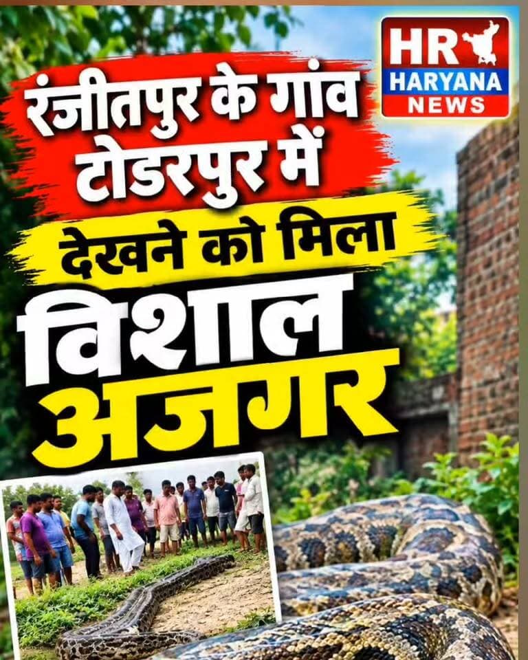 यमुनानगर के रंजीतपुर इलाके के गांव टोडरपुर में देखने को मिला विशाल अजगर,, लोगों में मचा हड़कंप