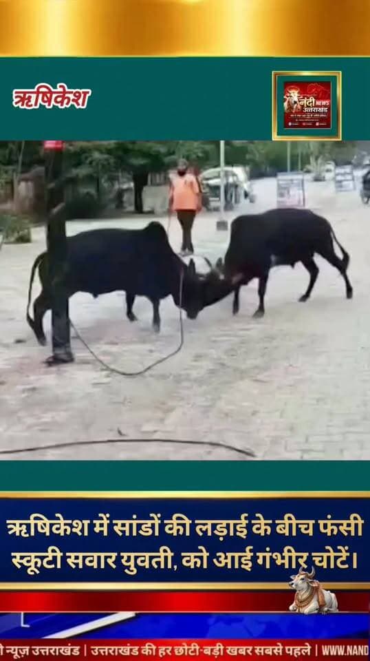 ऋषिकेश में दो सांडों की भीषण लड़ाई के बीच आई स्कूटी सवार युवती; बाल-बाल बची जान, वीडियो वायरल!
ऋषिकेश से एक हैरान कर देने वाला वीडियो सामने आया है, जहां एम्स रोड पर अचानक दो सांड आपस में भिड़ गए। इसी दौरान वहां से गुजर रही एक स्कूटी सवार युवती सांडों की इस खतरनाक लड़ाई की चपेट में आ गई। एक बेकाबू सांड ने तेजी से दौड़ते हुए उसकी स्कूटी को जोरदार टक्कर मार दी, जिससे युवती सड़क पर जा गिरी।
"उत्तराखंड की हर बड़ी खबर सबसे पहले पाने के लिए Nandi News Uttarakhand को Follow करें।"
#Uttarakhand #Dehradun #NandiNews #BreakingNews #UttarakhandNews #Haridwar #viralvideo #Rishikesh
