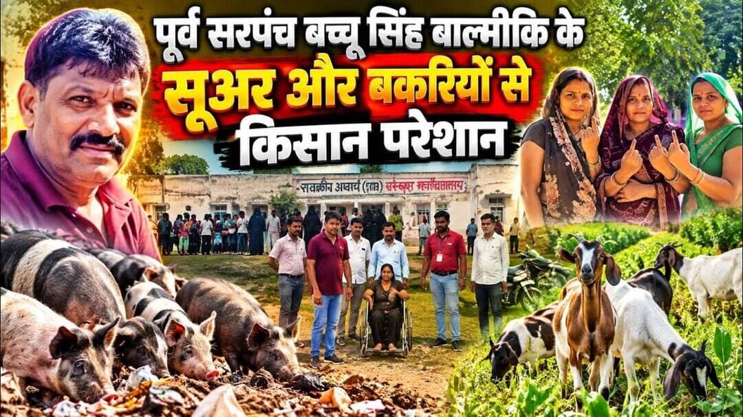 पूर्व सरपंच बच्चू सिंह बाल्मीकि के सूअर और बकरियों से फसलें बर्बाद किसान परेशान/