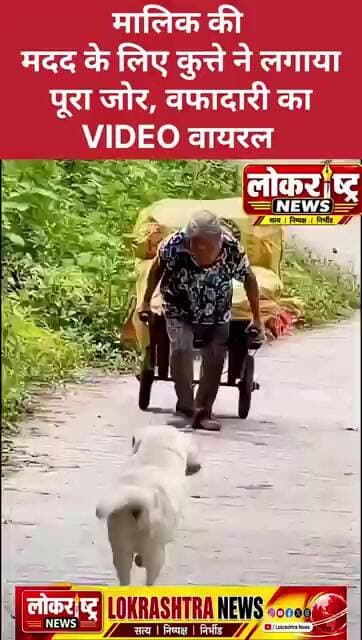 मालिक की मदद के लिए कुत्ते ने लगाया पूरा जोर, वफादारी का VIDEO वायरल
