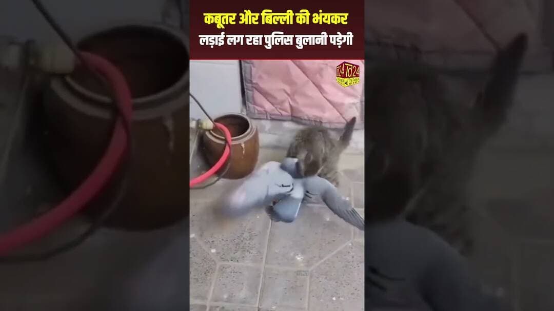 कबूतर और बिल्ली की भयंकर लड़ाई लग रहा पुलिस बुलानी पड़ेगी #viralreels #trendingshorts #hindinews