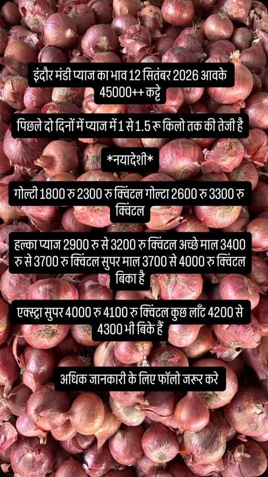 इंदौर मंडी प्याज का भाव 12 सितंबर 2026 आवके 45000++ कट्टे
पिछले दो दिनों में प्याज में 1 से 1.5 रू किलो तक की तेजी है
*नयादेशी*
गोल्टी 1800 रु 2300 रु क्विंटल गोल्टा 2600 रु 3300 रु क्विंटल
हल्का प्याज 2900 रु से 3200 रु क्विंटल अच्छे माल 3400 रु से 3700 रु क्विंटल सुपर माल 3700 से 4000 रु क्विंटल बिका है
एक्स्ट्रा सुपर 4000 रु 4100 रु क्विंटल कुछ लाँट 4200 से 4300 भी बिके हैं
#viralreels #viralreelsvideo #trending #reelkarofeelkaro #mandibhavkalapipal