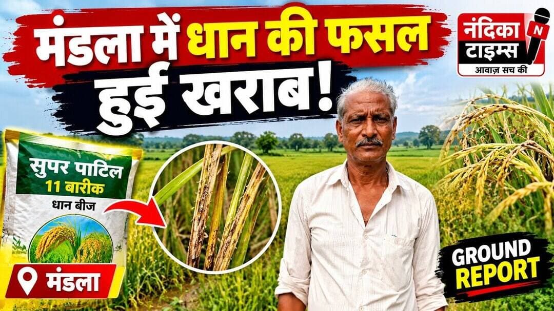 में धान की फसल बर्बाद! किसानों का आरोप- ‘सुपर पाटिल 11 बारिक’ बीज से नुकसान | Nandika Times