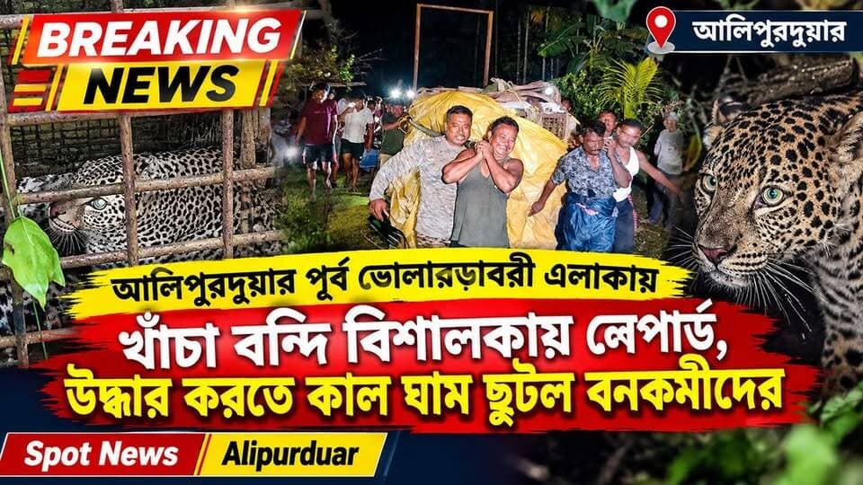 #BreakingNews আলিপুরদুয়ার পূর্ব ভোলারডাবরী এলাকায় খাঁচা বন্দি বিশালকায় লেপার্ড, উদ্ধার করতে কাল ঘাম ছুটল বনকর্মীদের। স্বস্তিতে গ্রামবাসীরা
#leopard #BTR #forrest #alipurduardistrict #village #highlightseveryone