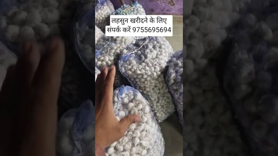 सुपर शंकर काटर गोला लहसुन खरीदने के लिए संपर्क करें अर्जुन राठौर आलोट मंडी भाव बताने वाले