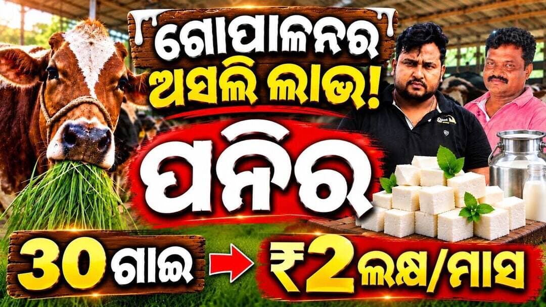 30 ଗାଈରୁ ₹2 ଲକ୍ଷ/ମାସ! 😱 ପନିର ବିକ୍ରି କରି ଏତେ ଲାଭ | Odisha Dairy Farm | Paneer business #chashi360