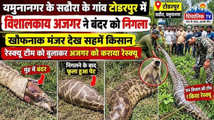 सढौरा के टोडरपुर में विशालकाय अजगर ने निगला बंदर