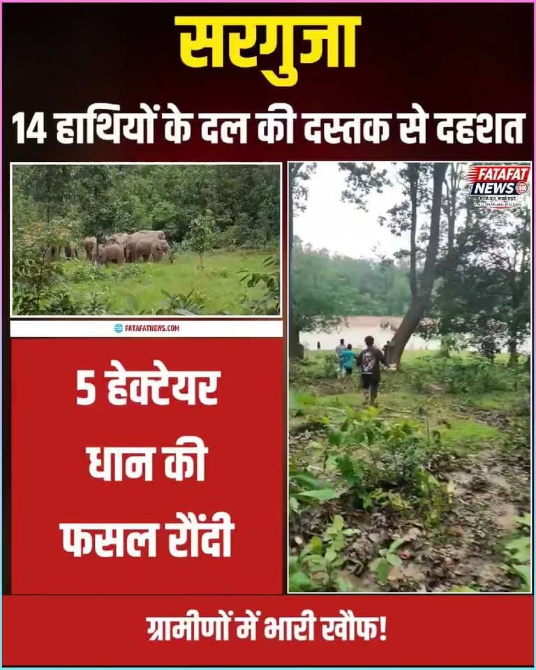 छत्तीसगढ़ के सरगुजा जिले में मैनपाट से लखनपुर और केदमा क्षेत्र की ओर पहुंचे 14 हाथियों के एक दल ने भारी उत्पात मचाया है। हाथियों ने अब तक लगभग दो दर्जन किसानों की करीब 4 से 5 हेक्टेयर धान की खड़ी फसल रौंदकर बर्बाद कर दी है। इसके अलावा, क्षेत्र में पिछले एक महीने से एक अकेला दंतैल हाथी भी लगातार सक्रिय है, जिससे ग्रामीणों में भारी खौफ का माहौल है।
हालात की गंभीरता को देखते हुए वन विभाग की 3 टीमें 24 घंटे इलाके की निगरानी में तैनात हैं और गांवों में मुनादी कराकर लोगों को जंगल न जाने की सलाह दी जा रही है। वन विभाग ने ग्रामीणों से सख्त अपील की है कि वे हाथियों के पीछे न भागें और उन्हें देखने के लिए भीड़ न लगाएं, क्योंकि हाथियों को घेरने से जानलेवा मानव-हाथी संघर्ष का गंभीर खतरा पैदा हो सकता है।
#Surguja #ElephantEncounter #HumanWildlifeConflict #ChhattisgarhNews #ForestDepartment #Ambikapur #WildlifeAlert #KisanDard #FatafatNews