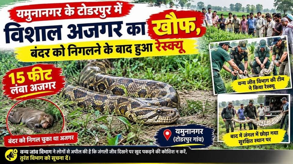 यमुनानगर. जिले में निकला विशालकाय अजगर
बंदर को निगल गया 15 फीट लंबा अजगर